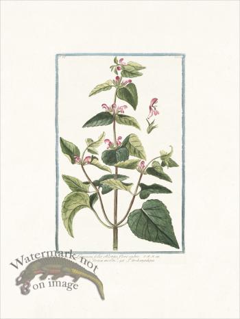 Bonelli 234 Dead-nettle